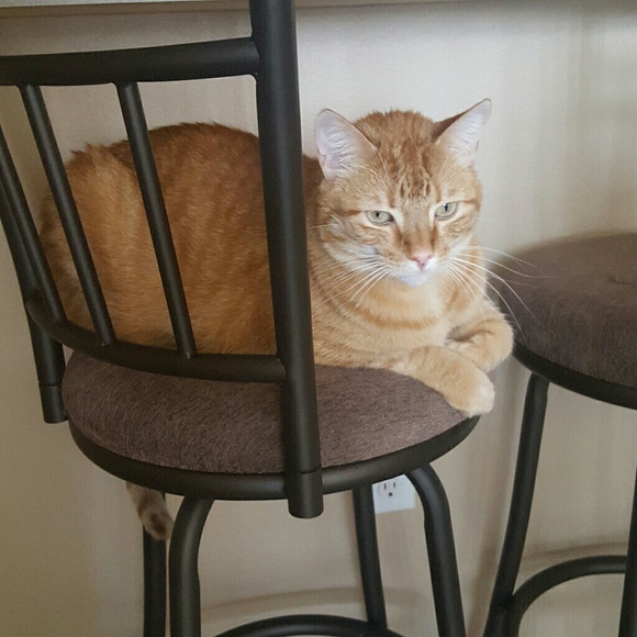 Cat friendly home - Picture 2 of 5